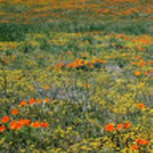 illushaschroijen avatar