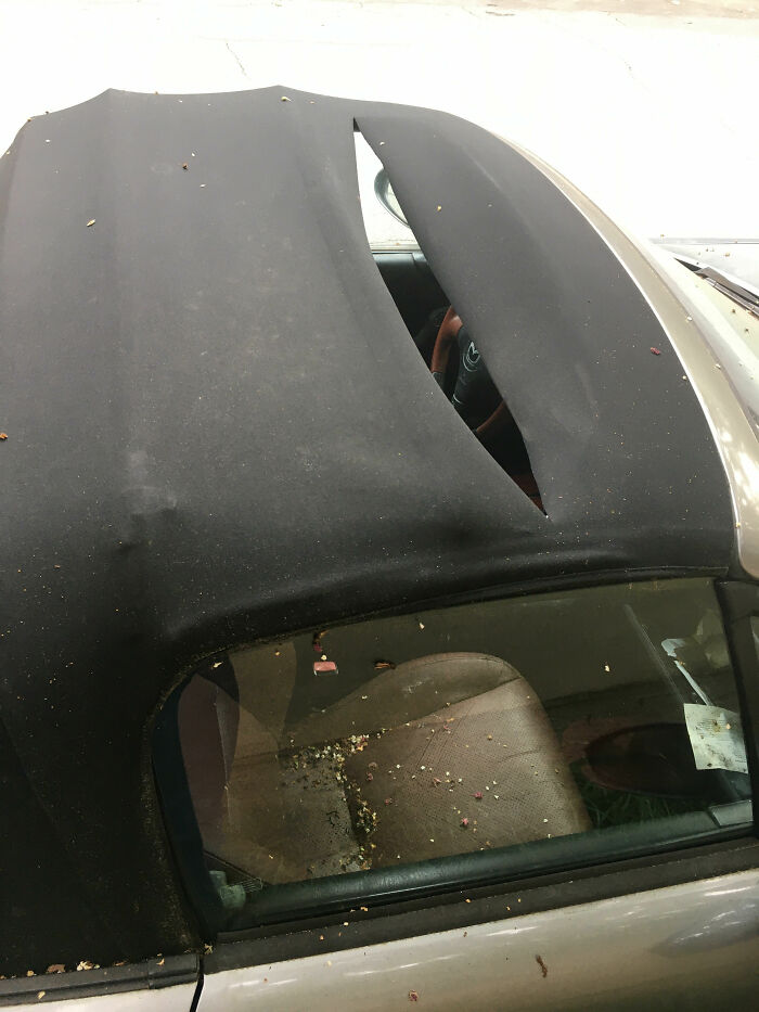I Found Out Someone Cut Through The Convertible Top Of My Unlocked Car, Then It Rained Inside. I Was Let Go From My Job An Hour Later For Some Extra Spice