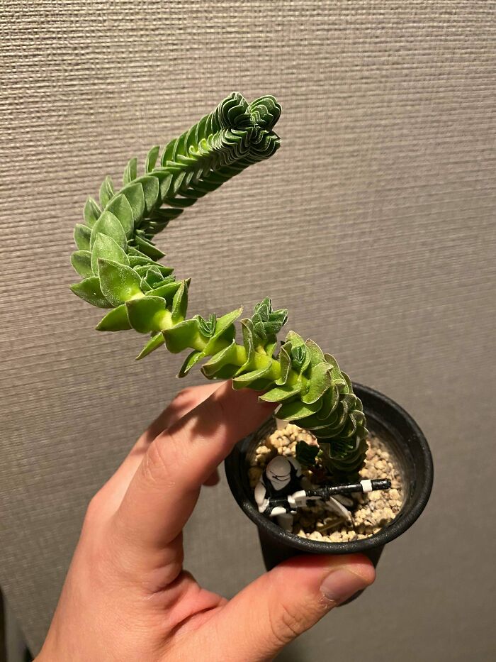 My Buddha’s Temple Succulent Has Grown Into A Sandworm