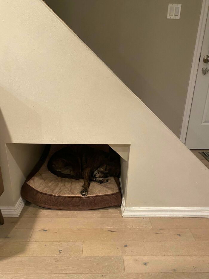 We Have A Bedroom For My Dog Under The Staircase