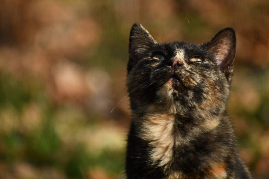 I Photograph My Cats And Other Cats In My Life