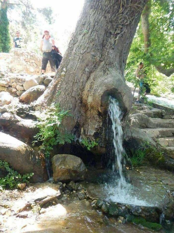 A Spring That Flows Through A Living Tree