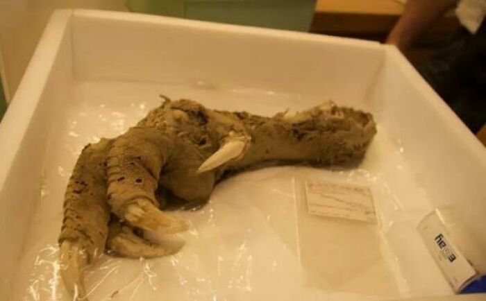 A Group Of Archaeologists Discovered A Claw Of A Bird (Flesh And Muscles Still Attached To It) While Digging Down In A Cave In New Zealand. Later, The Archaeologists Confirmed That It Is A Foot Of Extinct Bird Moa Which Disappeared From Earth Some 700 - 800 Years Ago