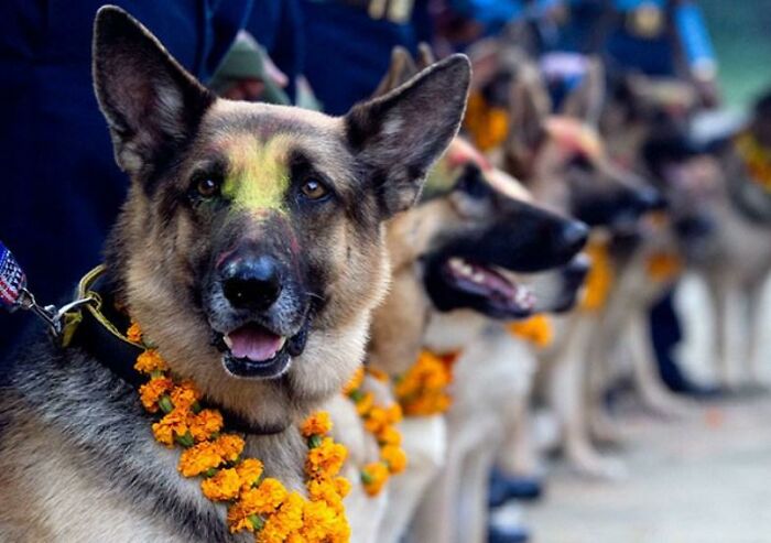 It Is 'Kukur Tihar' Here In Nepal. Today Is The Day When Dogs Are Worshiped And Thanked For Their Loyalty