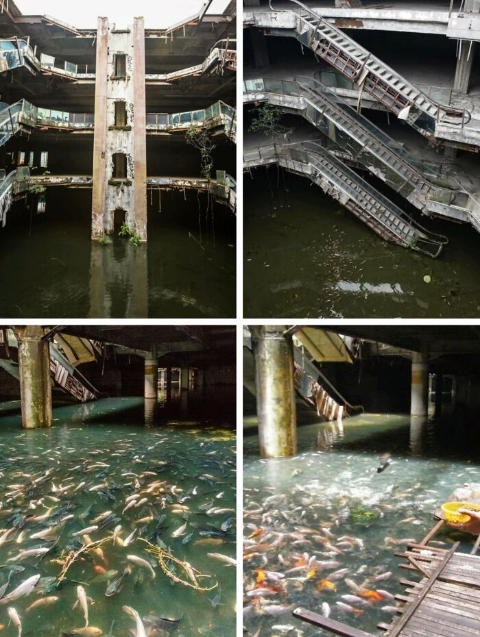 When The Roof Of An Abandoned Shopping Mall Collapsed, Water Accumulated, And It Became A Breeding Ground For Mosquitoes. Locals Put In Fish To Eat The Larvae