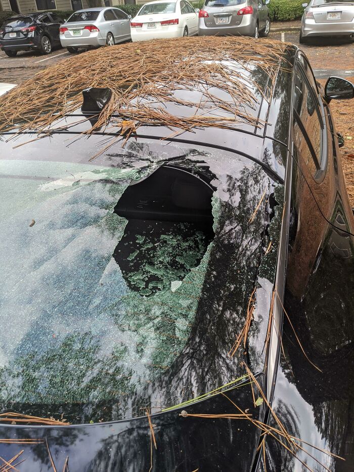 Even Though There Were Parking Spots Closer To My Apartment, Not Under A Tree, I Chose To Park Further Away And Let Someone Else Get A Better Spot
