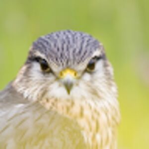 joannavincent avatar