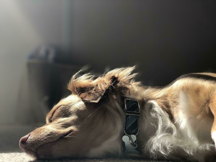 And So The Sun Was Created For The Pleasure Of These Majestic Creatures. Warming The Souls Of All Those Who Gaze Upon Their Magnificence