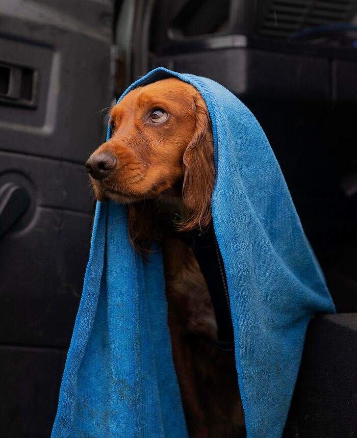 Took This Of My Dog When He Was Drying Off From A Rainy Walk, Felt Very Regal