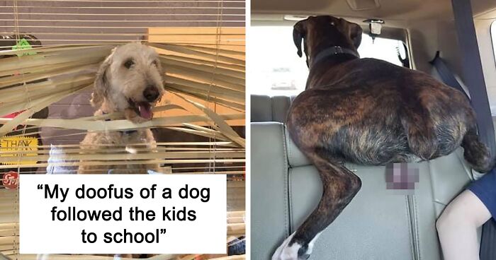 50 Hilarious Pets That Got Shamed In This Facebook Group For Being Naughty