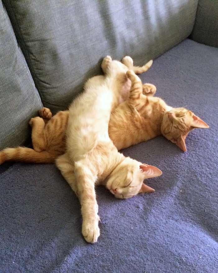 Our Kittens' Sleeping Pose. I Have No Words