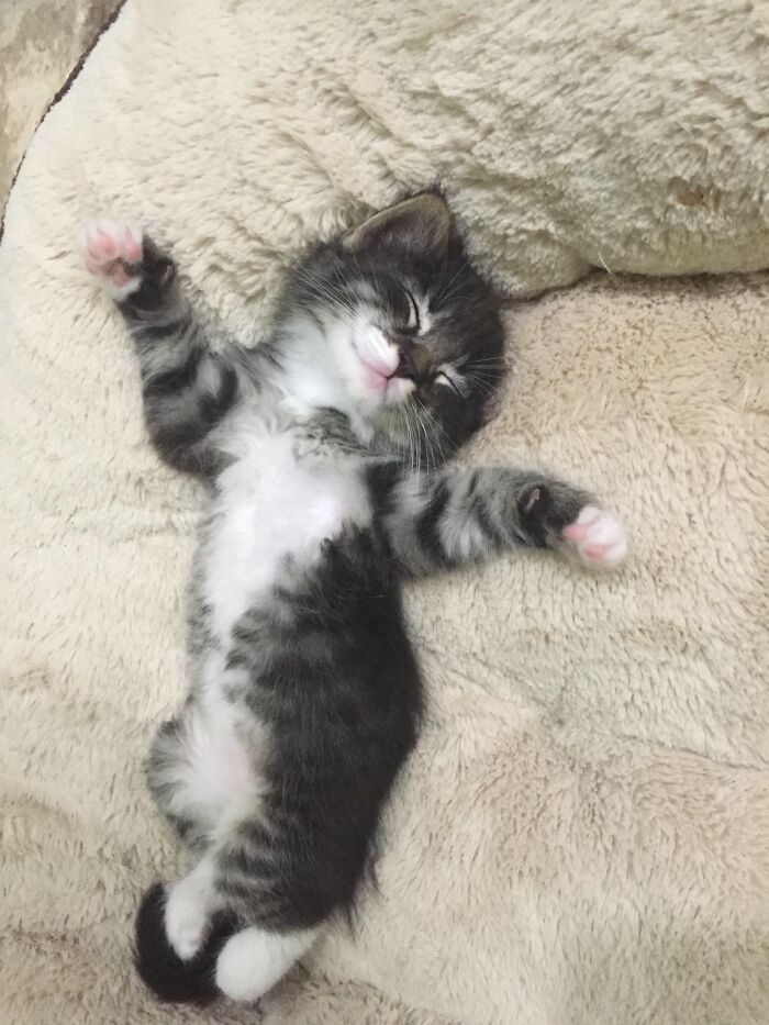 Meet Kendrick. He Likes To Sleep Like This