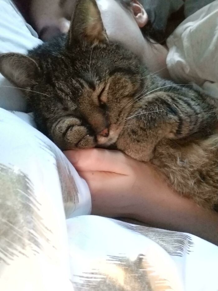 It Took Our Rescue Kitty Over A Year To Really Warm Up To Us, But Warm Up He Did! He Sleeps Like This Every Night