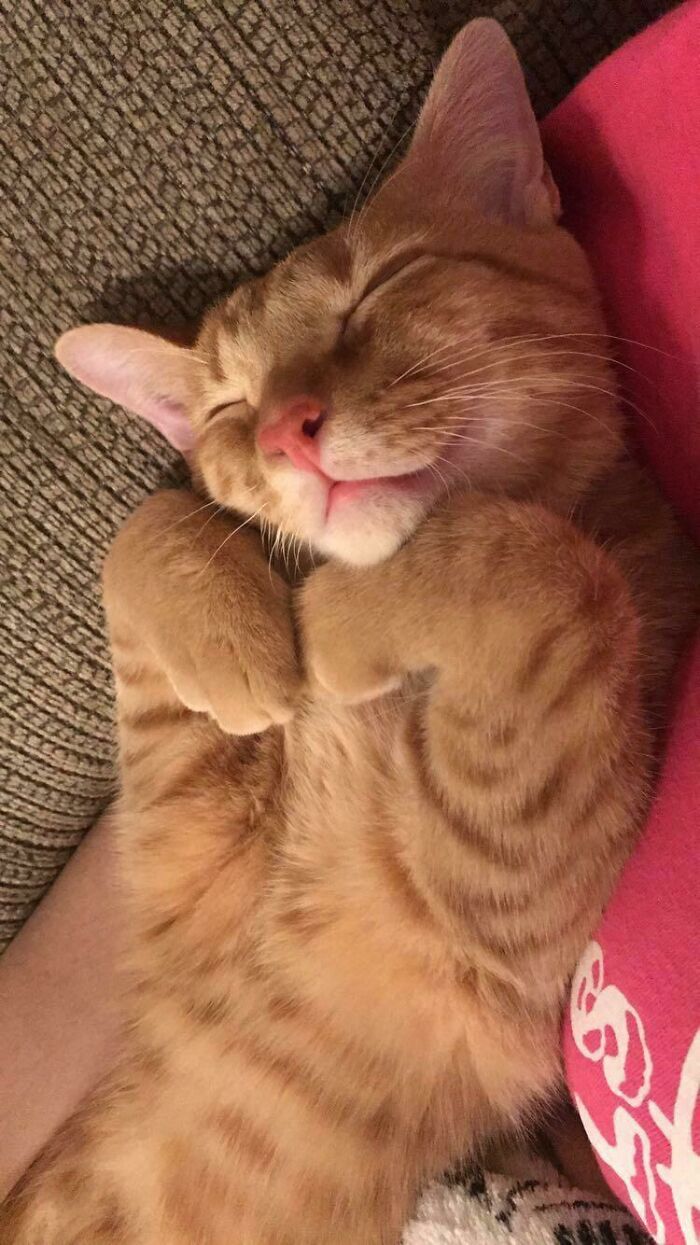 My Friend's Cat Sleeps Like This And It's Too Precious For Words