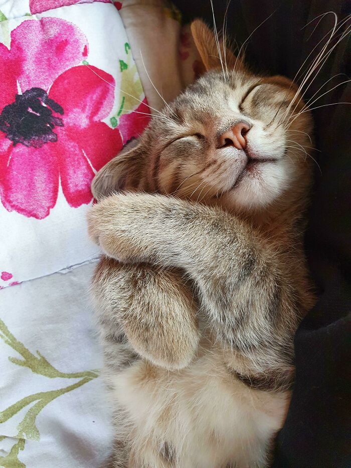 My Cat Caesar Sleeping