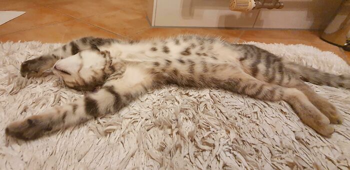 That's His Newest Pose While Sleeping