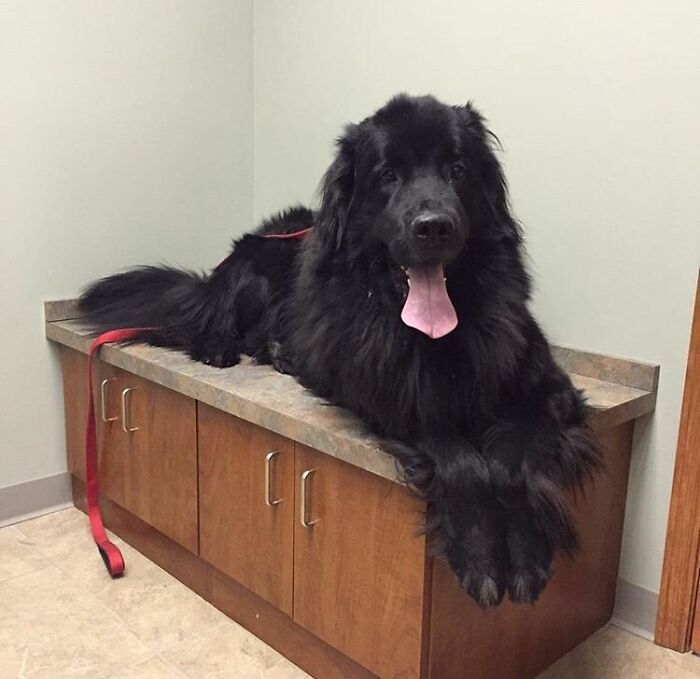 160 Lbs. Of Pure Floof
