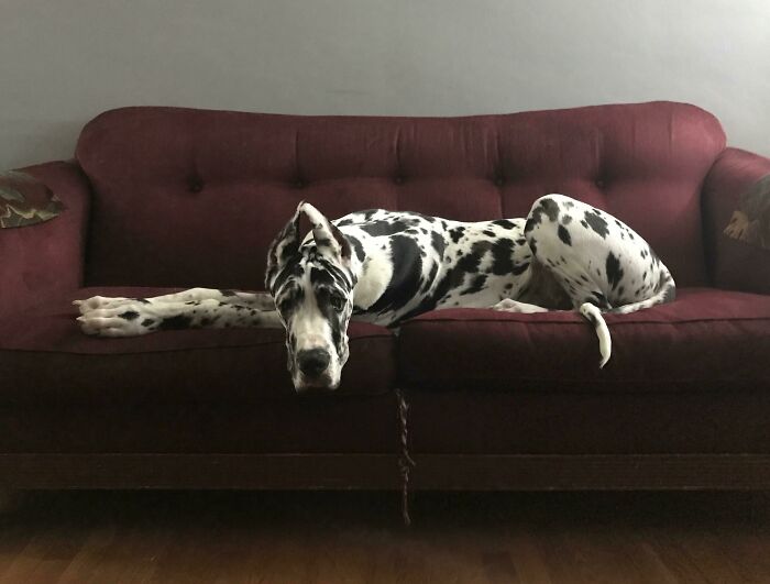 9 Months Old And 145 Lbs