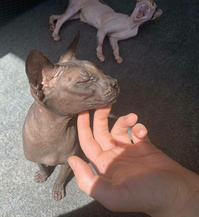 Our Son Petting Alucard. Bonus Naked Kitty Yawn In The Background