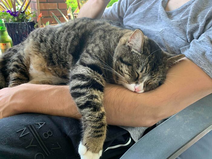 This Is My Corona Cat, We Adopted Him In March