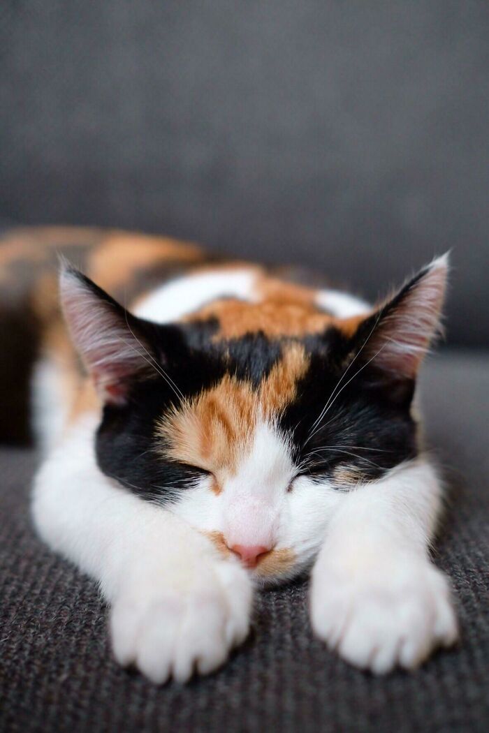 We’ve Had Her For 4 Days And I Still Can’t Stop Staring At Her While She Sleeps