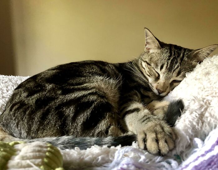 She Rarely Sleeps In Bed With Me, But I Had To Take A Sick Day Today And Woke Up From Nap To Find Her Right Next To Me. She Really Can Make Anything Better