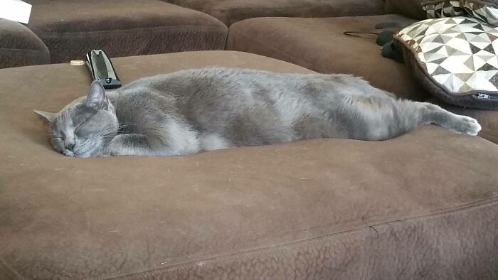 Caught My Cat Marcy All Sprawled Out Sleeping, Looks Comfortable