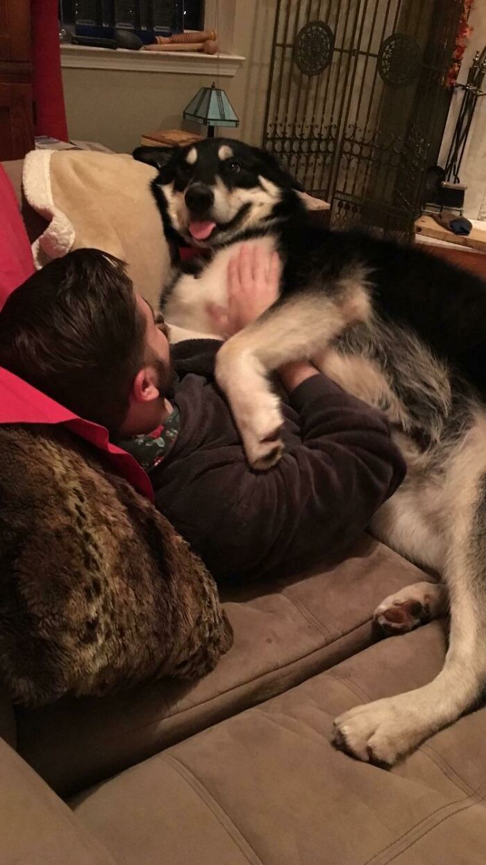 100 Lb Malamute Thinks He's A Blanket
