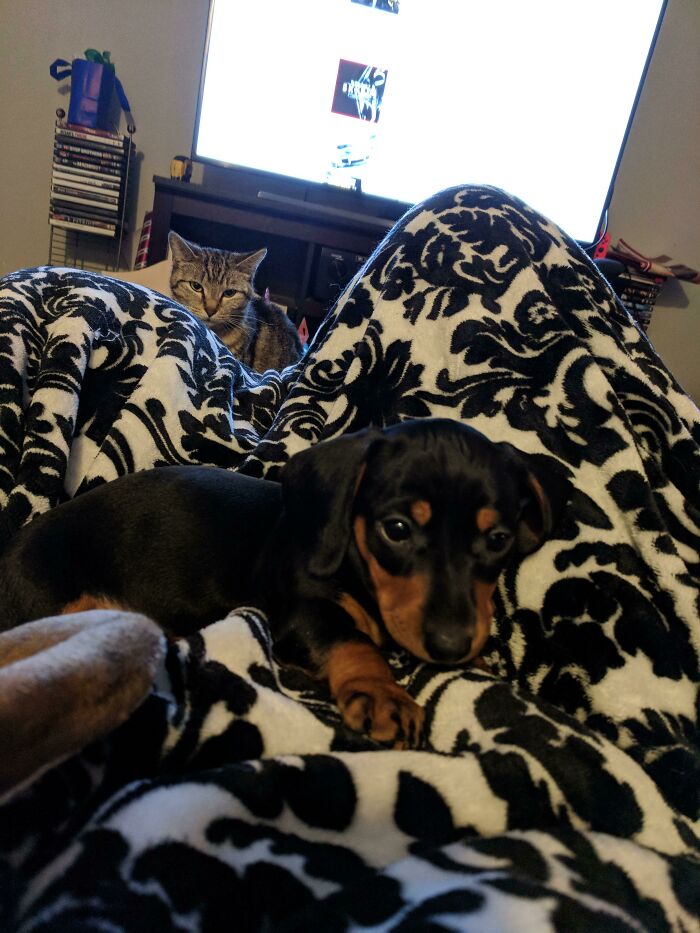 Went To Take A Picture Of My Puppy, And Captured My Jealous Cat In The Background