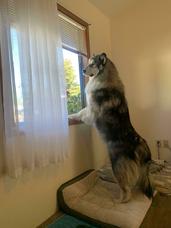 My Absolute Unit Of A Dog