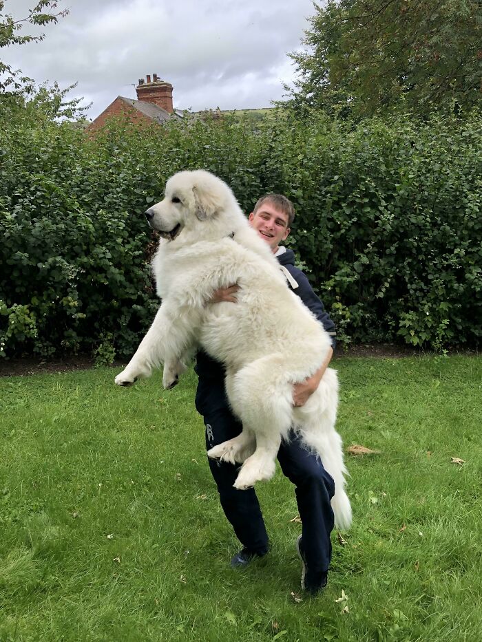 My Dog May Be Huge But He’s Also Awww Worthy