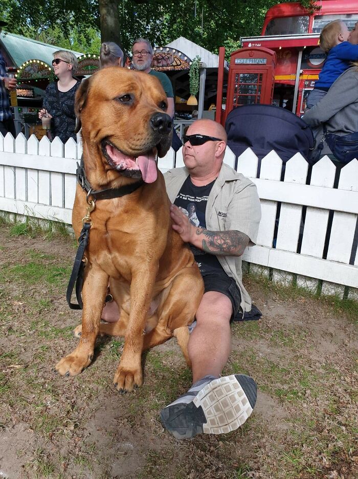 A Giant Dog At The Market