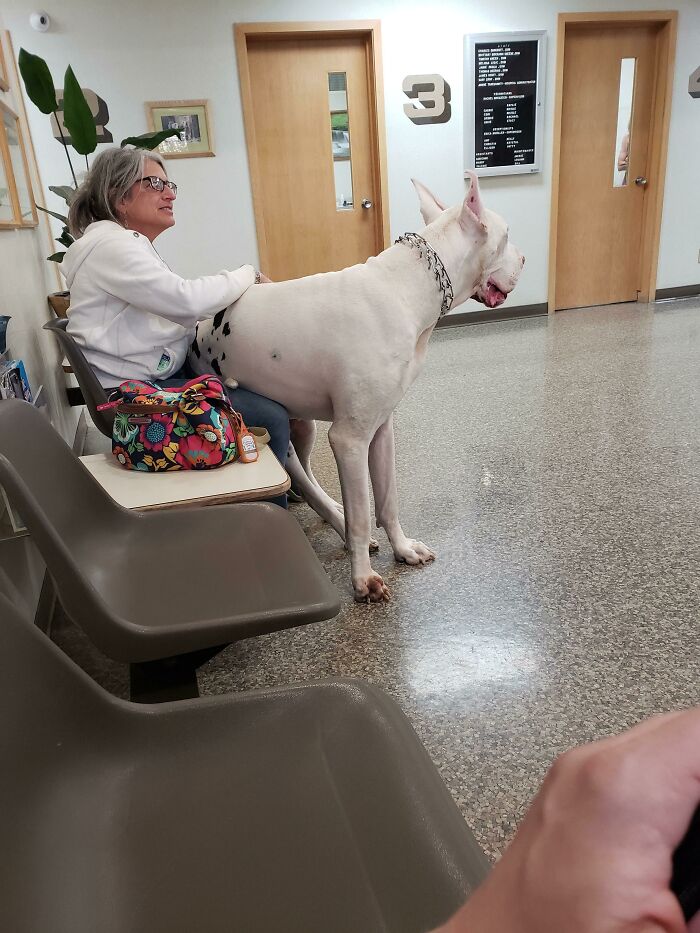 This Absolute Unit Of A Doggo