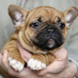 averiegreenwood avatar