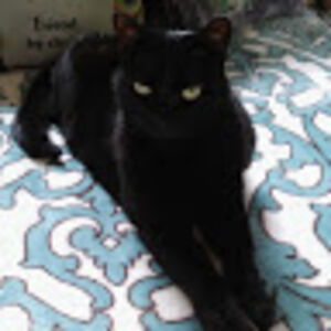 valjeanmerkel avatar