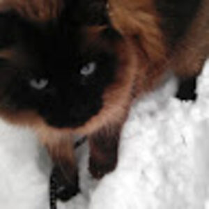 jenniferfletcher avatar