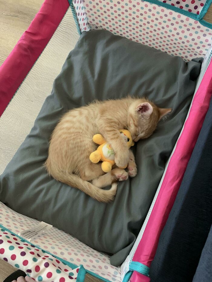 My Daughter Made Him A Bed And Gave Him A Bear