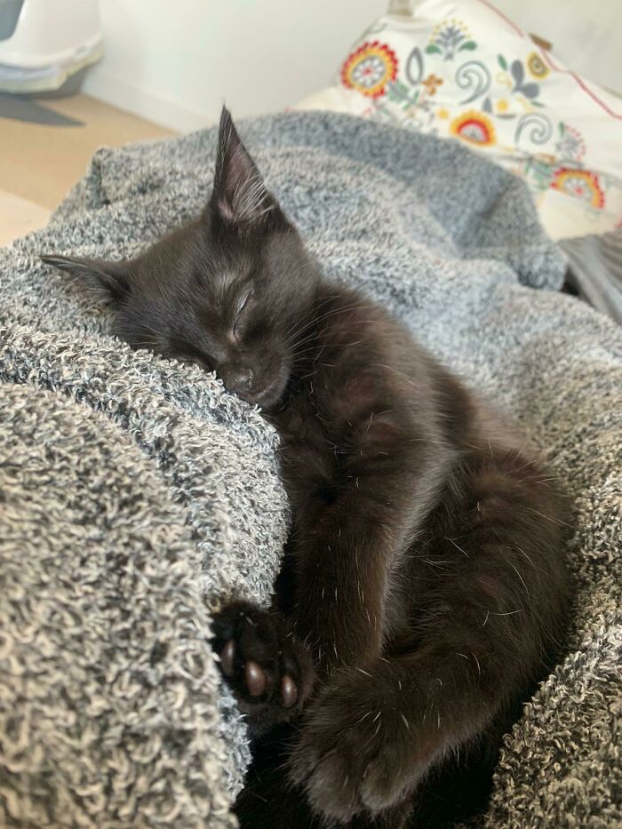 Meet My New Kitten Bruce (Aka Bruce Wayne Because Of The Pointy Batman Ears) Having A Nap Between Fighting Crime