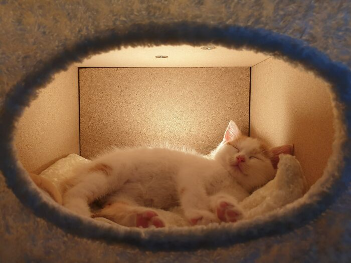 Little Archie Taking Her Nap