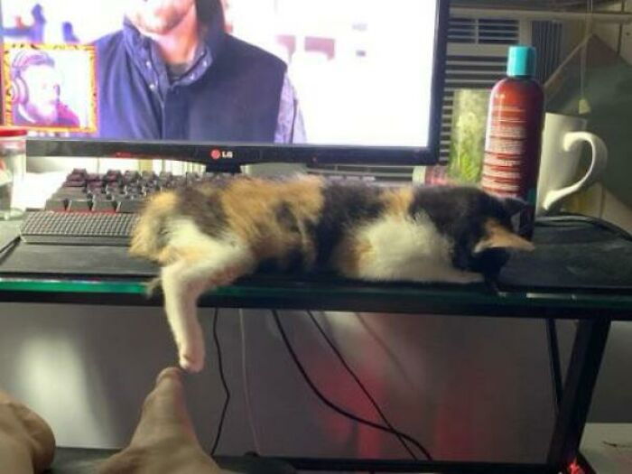 Doodle Sleeps Like The Dead For About 10 Minutes And Then Is Chaos Incarnate For The Next 4 Hours