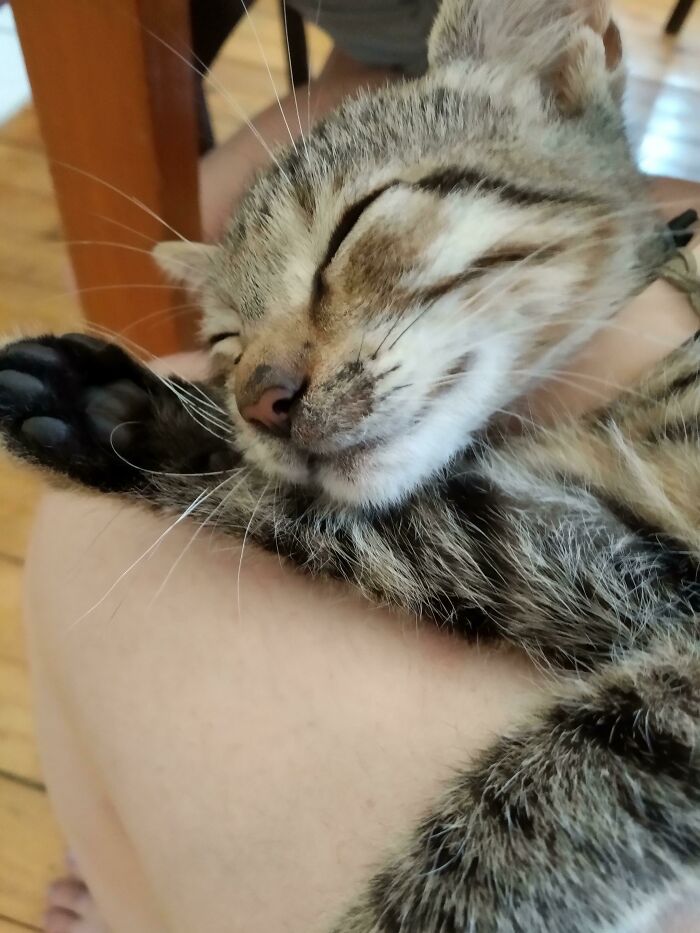 Sleeping Soundly. Doesn't Give Two Hoots About His Crimes