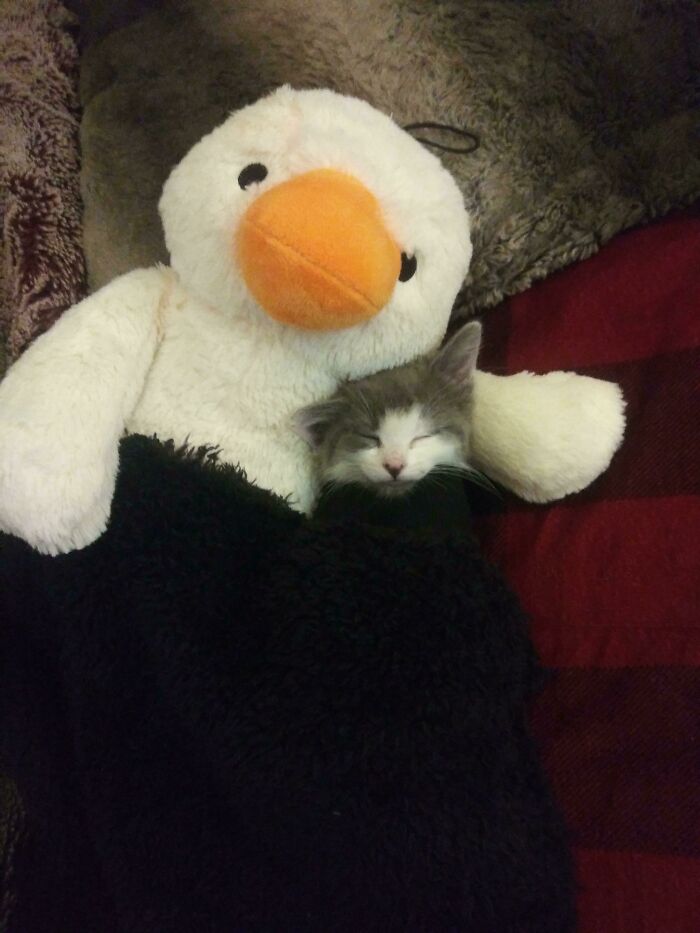 Just Put My Kitty To Sleep. The Fan Is On Low. He's Very Warm And Cozy At The Same Time. Kozzmo Welcome Home