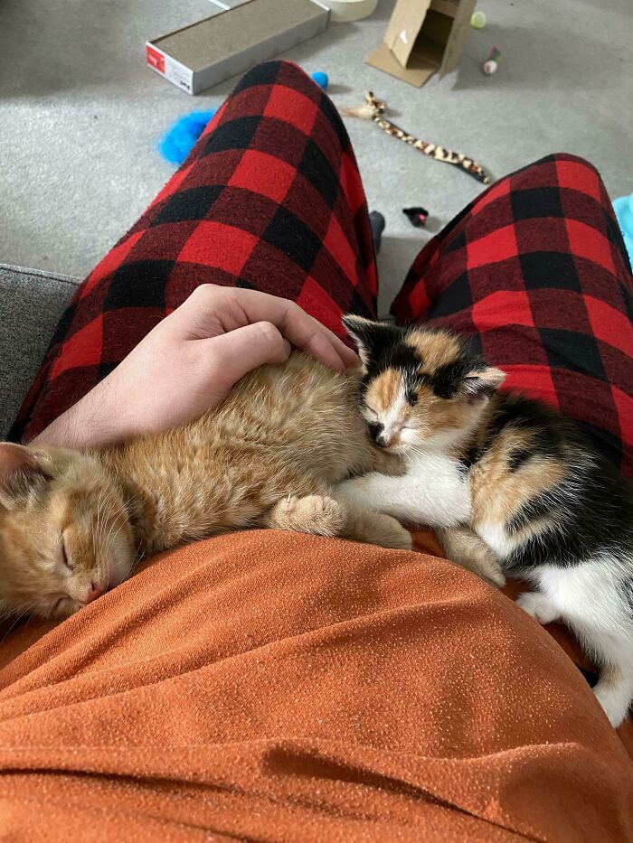 My New Kittens Having A Snooze