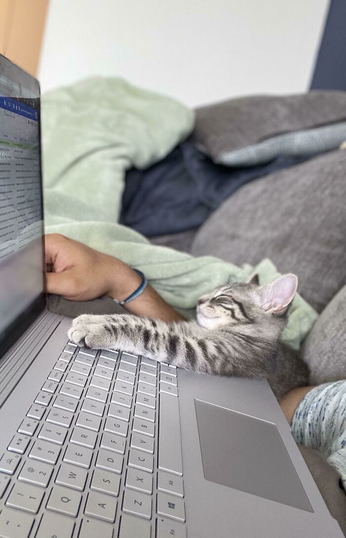 Pierre Sleeping On The Job This Morning