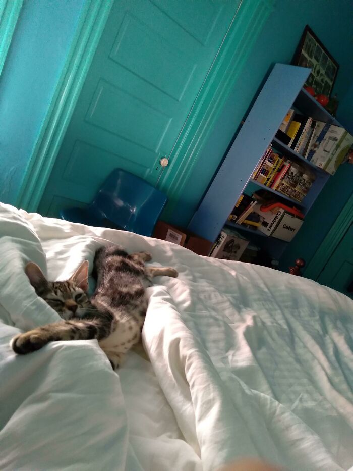 We Picked Up Miss Katy Kat After She Washed Up In A Storm 2 Weeks Ago. She Sleeps Next To Me Every Night