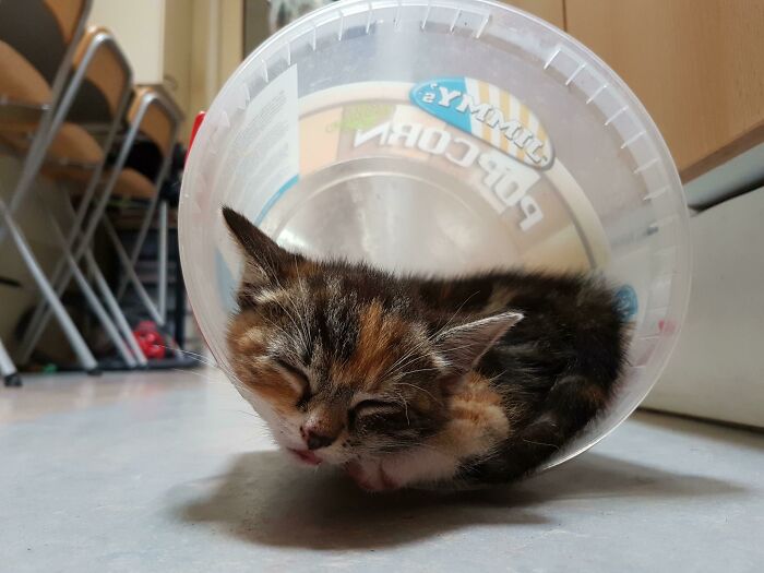 This Bucket Is Her Favorite Place At Home To Sleep In. Small Blep