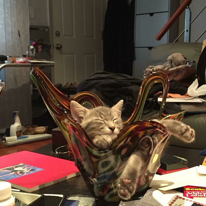 Moms Kitty Cat Loves To Nap In A Vase