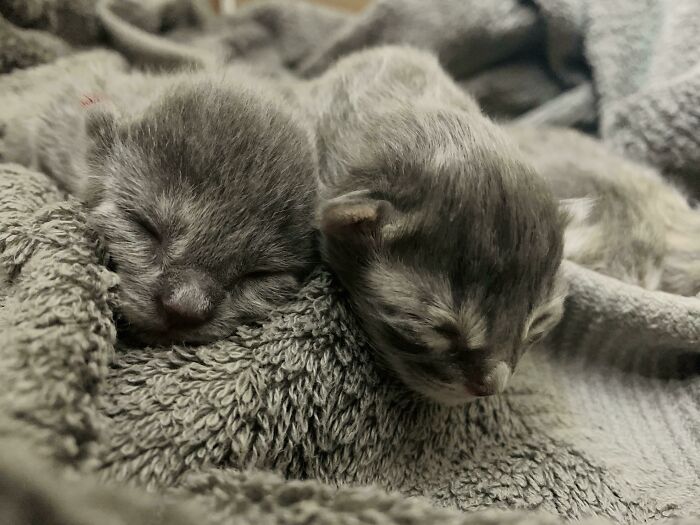 Look Who I Brought Home From The Shelter Today! Let The Sleep Deprivation Commence