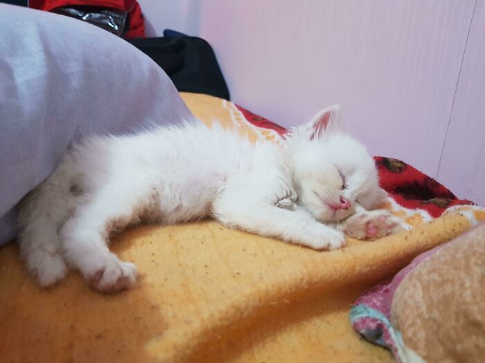 This Kitty Thinks I'm Her Mama. Keeps On Crying When Not Sleeping On The Bed With Me