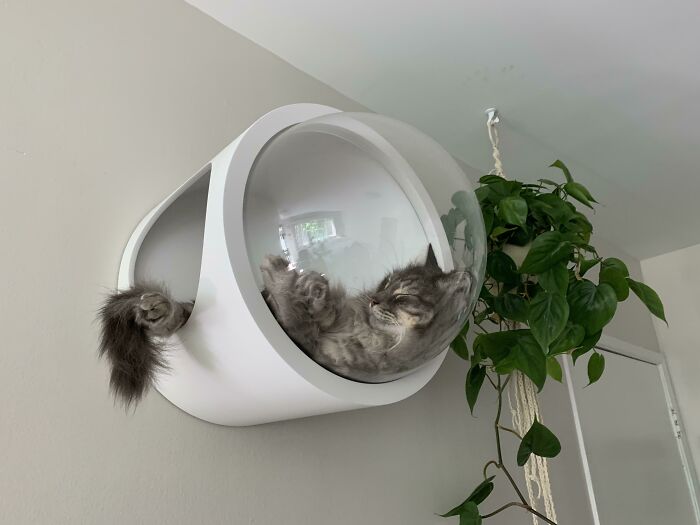 My Sweet Gary Napping In His Spaceship